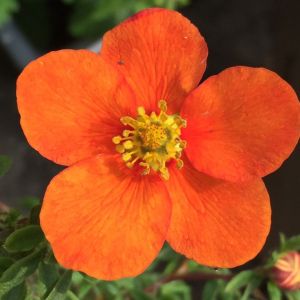 Mochna  keř TANGERINE