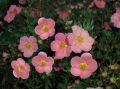 PIĘCIORNIK krzewiasty PINK QUEEN