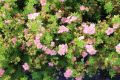 PIĘCIORNIK krzewiasty PINK QUEEN