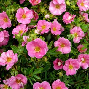Mochna PINK QUEEN