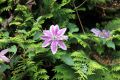 Powojnik CLEMATIS DOCTOR RUPPEL