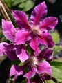 Powojnik CLEMATIS DOCTOR RUPPEL
