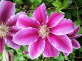 Powojnik CLEMATIS DOCTOR RUPPEL