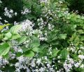 Powojnik CLEMATIS bylinowy PRAECOX