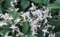 Powojnik CLEMATIS bylinowy PRAECOX