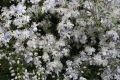 Powojnik CLEMATIS bylinowy PRAECOX