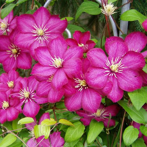 Plamének CLEMATIS Ville De Lyon
