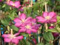 Powojnik CLEMATIS Ville De Lyon