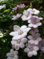 Powojnik Clematis JAN PAWEŁ II