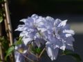 Powojnik CLEMATIS MAZURY
