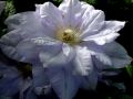 Powojnik CLEMATIS MAZURY