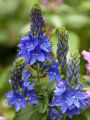Przetacznik BLUE