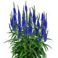 Przetacznik BLUE