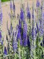 Przetacznik SIWY VERONICA INCANA