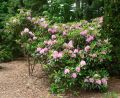 Rhododendron różanecznik HELSINKI UNIVERSITY