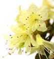 Rhododendron różanecznik PRINCESS ANN
