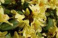 Rhododendron różanecznik PRINCESS ANN