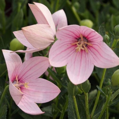 Platykodon velkokvětý ASTRA ROSE