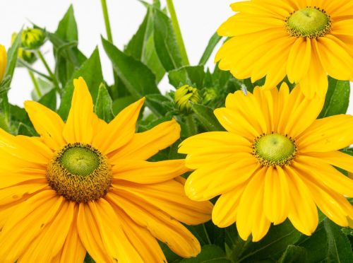 Třapatka Rudbekia SUNBECKIA OLIVIA