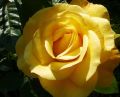 Róża rabatowa - żółta