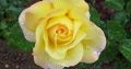 Róża rabatowa - żółta