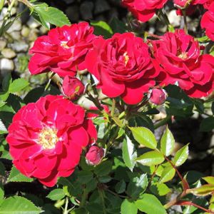 RŮŽE půdopokryvná červená