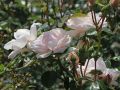 Róża pnąca bladoróżowa