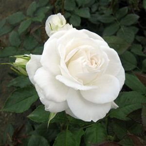 Růže záhonová ANNA PURNA - bílá