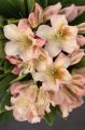Różanecznik Rhododendron BERNSTEIN