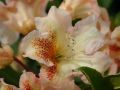 Różanecznik Rhododendron BERNSTEIN