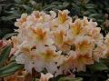 Różanecznik Rhododendron BERNSTEIN