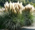 Trawa pampasowa PUMILA