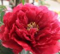 Piwonia Drzewiasta Japońska Czerwona