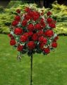 RÓŻA na pniu LINCOLN - bordowa