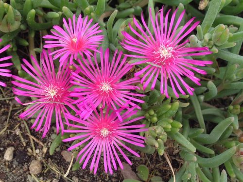 Kosmatec TABLE MOUNTAIN