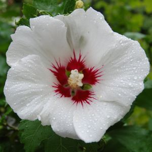 Hibiskus RED HEART – Ibišek syrský ve květináči