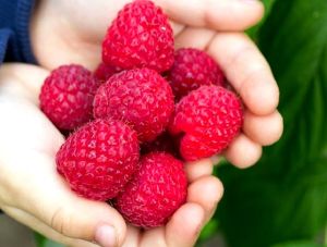 Malina POZDNÍ Zeva v květináči