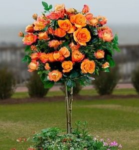 Růže na pařezu RUMBA - oranžovo-žlutá v květináči