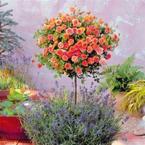 Růže na pařezu MONICA - oranžový v květináči