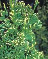 Thuja CAN-CAN