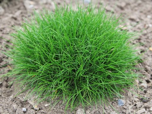 Kostřava gautiera PIC CARLIT