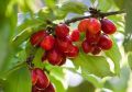 Dereń jadalny CORNUS MAS