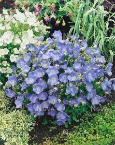 Zvonek karpatský CARILLON BLUE