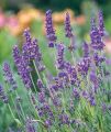 Lawenda 'Essence Purple'