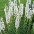 Liatra kłosowa 'Floristan White'