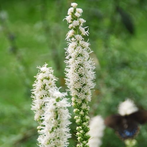 Šuškarda klasnatá FLORISTAN WHITE