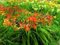 Liliowiec 'Bandolero'