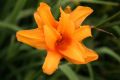 Liliowiec 'Bandolero'