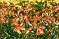 Liliowiec 'Bandolero'