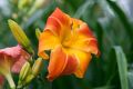 Liliowiec 'Bandolero'
